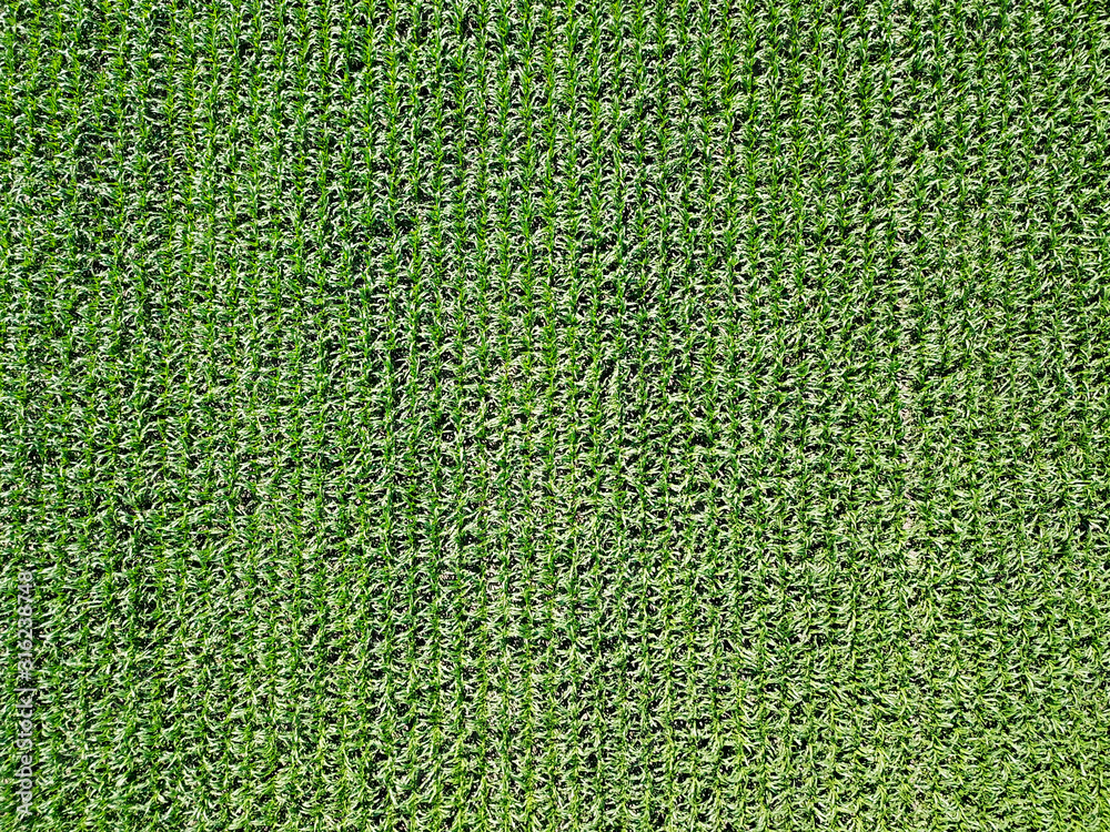 Fototapeta premium Aerial view. Green field of corn