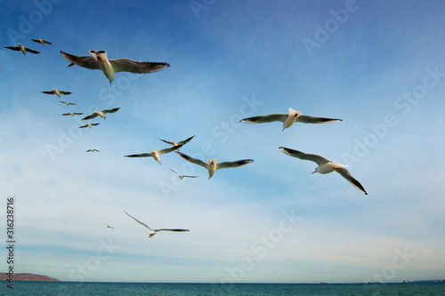 Group of seagulls flying into the sky