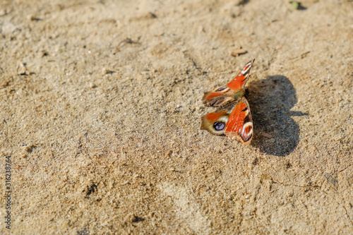 European Common Peacock red butterfly, Aglais io, Inachis io on the ground, wings spread open.
