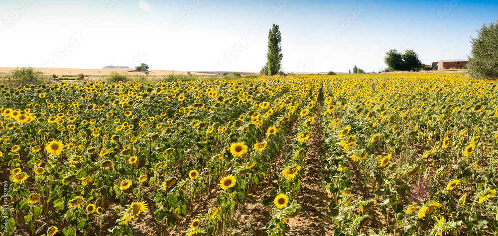 Obraz premium Paisaje con bonitas flores de girasol