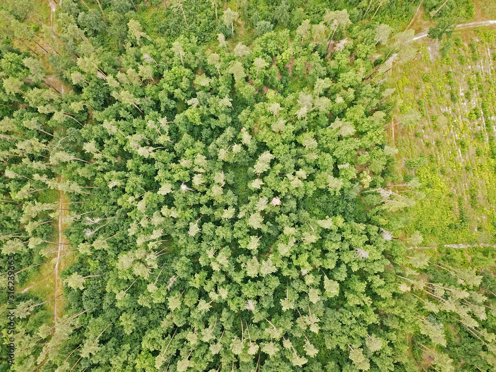 Aerial drone view. Coniferous forest in spring
