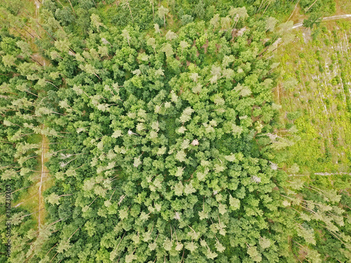 Aerial drone view. Coniferous forest in spring