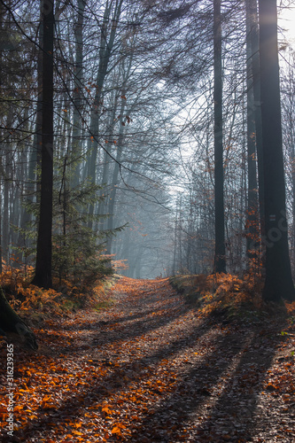Lange Schatten im Dezember/ Sächsische Schweiz
