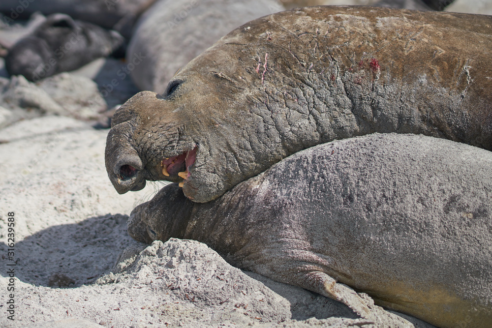 Large male Southern Elephant Seal (Mirounga leonina) holds a female around the neck whilst mating on Sea Lion Island in the Falkland Islands. Large male Southern Elephant Seal (Mirounga leonina) holds a female around the neck whilst mating on Sea Lion Island in the Falkland Islands.
