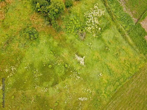 Aerial drone view. Green meadow with rare trees.