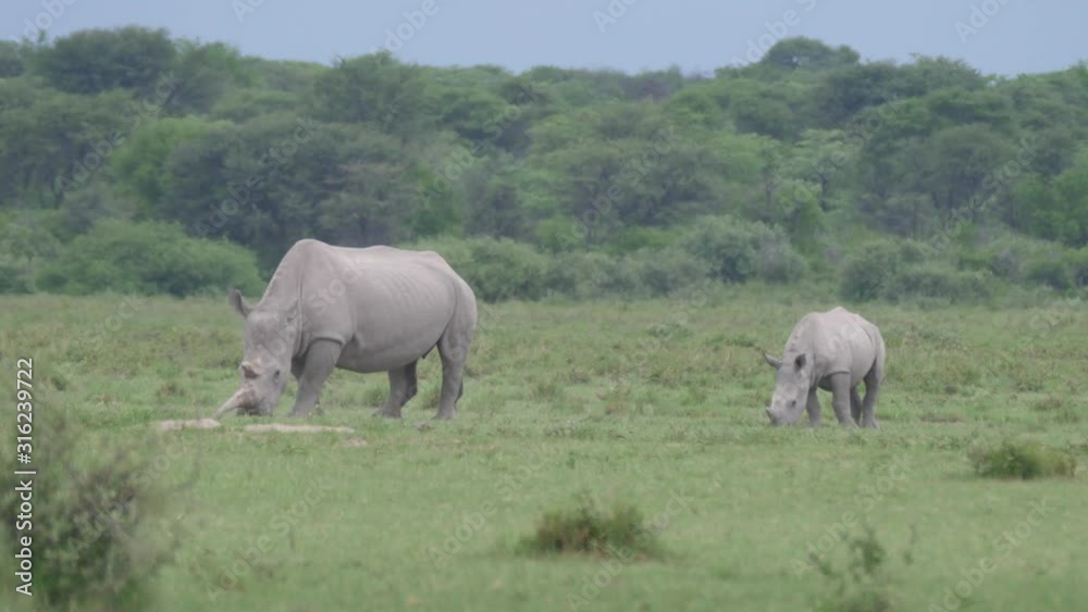 Rhino mother and young grazing at Khama Rhino Sanctuary in Botswana Rhino mother and young grazing at Khama Rhino Sanctuary in Botswana