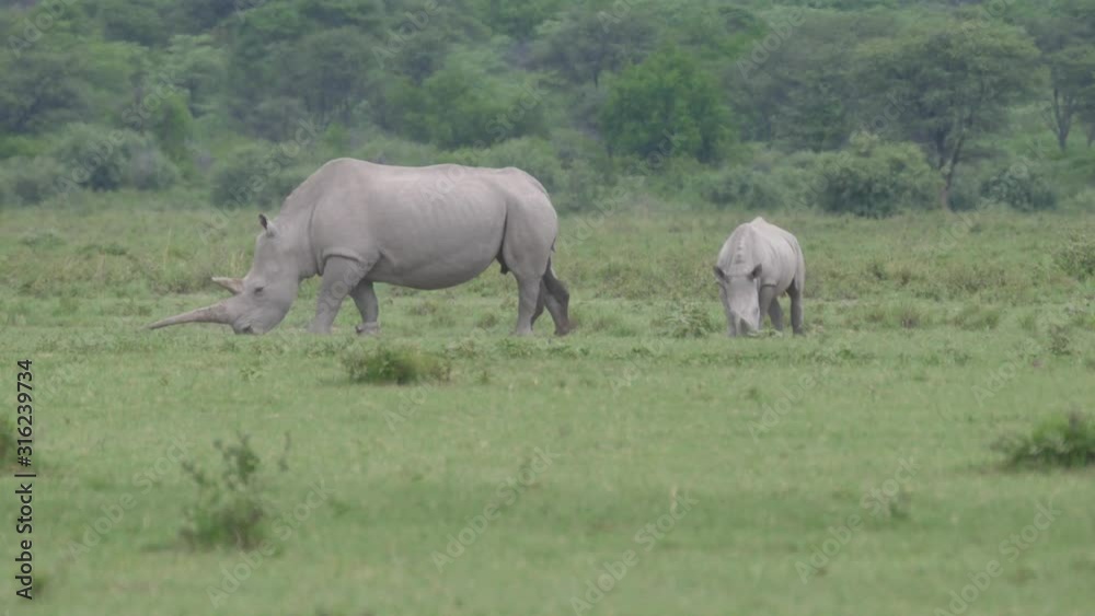 Rhino mother and young grazing at Khama Rhino Sanctuary in Botswana Rhino mother and young grazing at Khama Rhino Sanctuary in Botswana