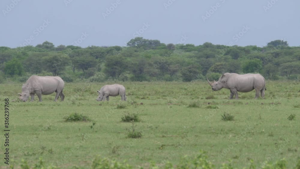 Herd of rhinos grazing at Khama Rhino Sanctuary in Botswana Herd of rhinos grazing at Khama Rhino Sanctuary in Botswana