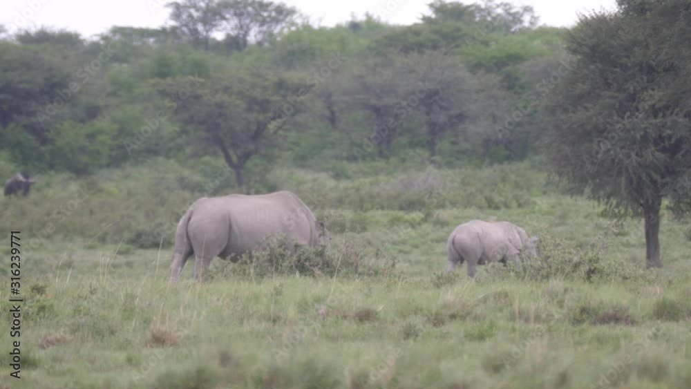 Rhino mother and young grazing at Khama Rhino Sanctuary in Botswana Rhino mother and young grazing at Khama Rhino Sanctuary in Botswana
