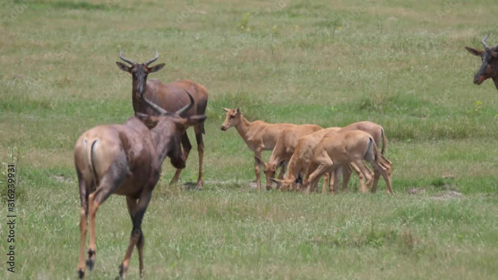 Herd of Common tsessebe on the savanna of Moremi Game Reserve in Botswana Herd of Common tsessebe on the savanna of Moremi Game Reserve in Botswana