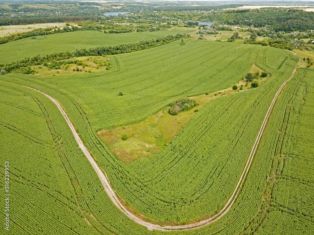 Aeiral drone view. Green agricultural fields