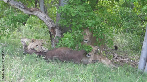 Young lions killing a young african buffalo who is still alive