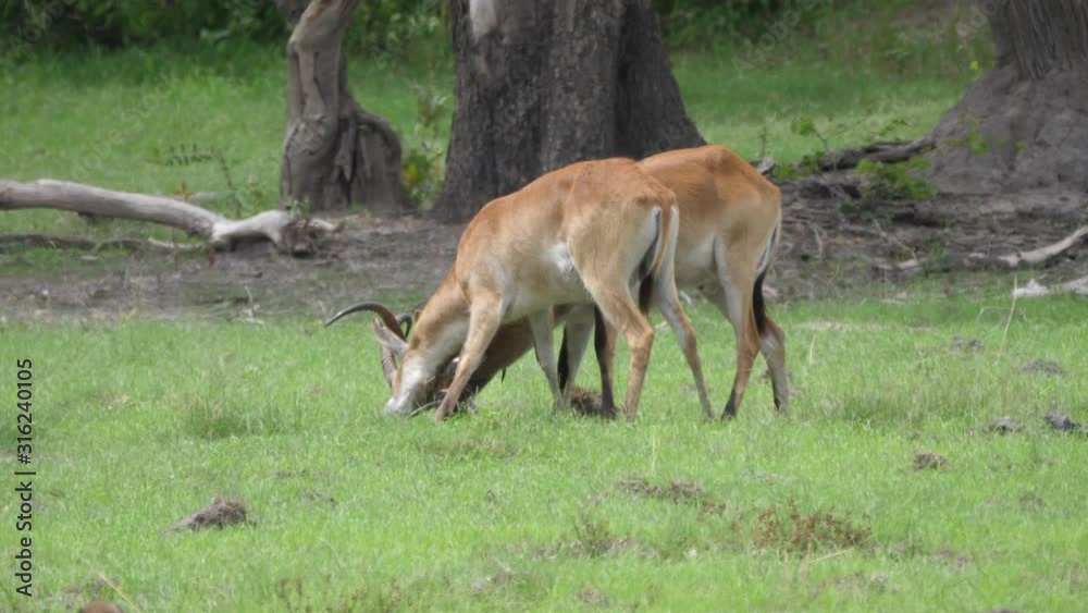 Two Lechwe locking horns at Moremi Game Reserve in Botswana