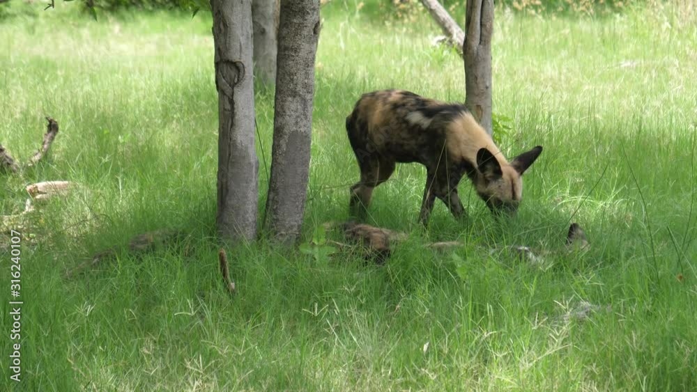African wild dog searching for a spot in the group African wild dog searching for a spot in the group