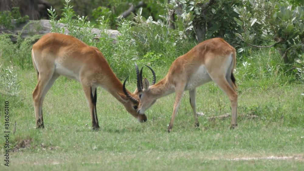 Two Lechwe locking horns to fight at Moremi Game Reserve in Botswana Two Lechwe locking horns to fight at Moremi Game Reserve in Botswana