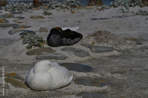 Pair of Kelp Geese (Chloephaga hybrida malvinarum) on the coast of Sea Lion Island in the Falkland Islands. photo