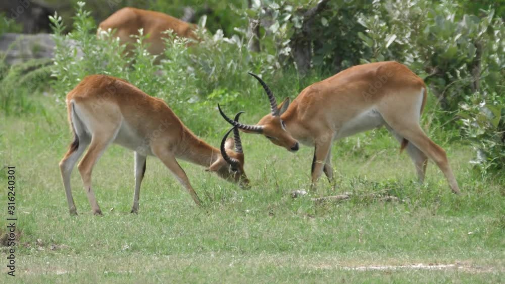 Two Lechwe locking horns at Moremi Game Reserve in Botswana Two Lechwe locking horns at Moremi Game Reserve in Botswana