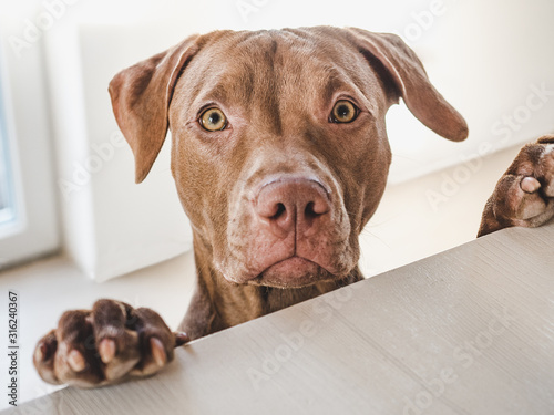 Lovable, pretty puppy of chocolate color. Close-up, indoor. Day light. Concept of care, education, obedience training, raising pets