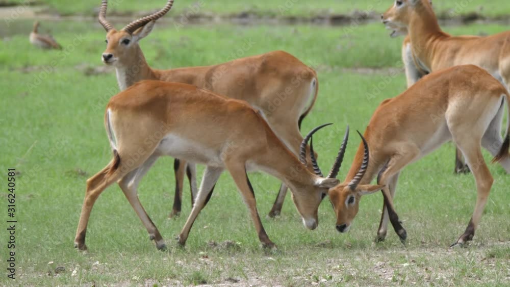 Two Lechwe locking horns to fight at Moremi Game Reserve in Botswana Two Lechwe locking horns to fight at Moremi Game Reserve in Botswana