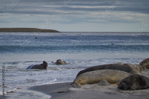 Rival male Southern Elephant Seals (Mirounga leonina) fight in the surf for control of a harem of females during the breeding season on Sea Lion Island in the Falkland Islands.