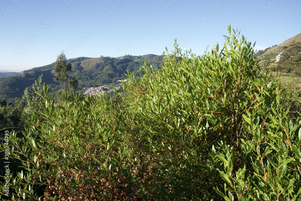 Mountain village view point with blue sky and green trees