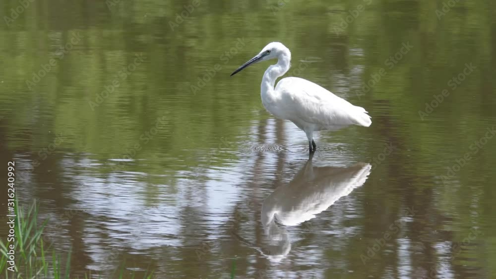Great egret hunting for fish Great egret hunting for fish
