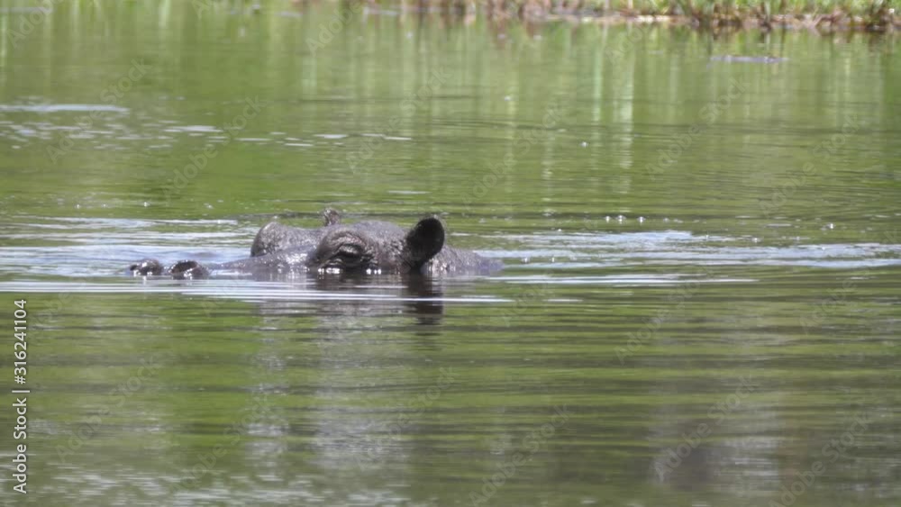 Baby hippo with his mom diving under water Baby hippo with his mom diving under water