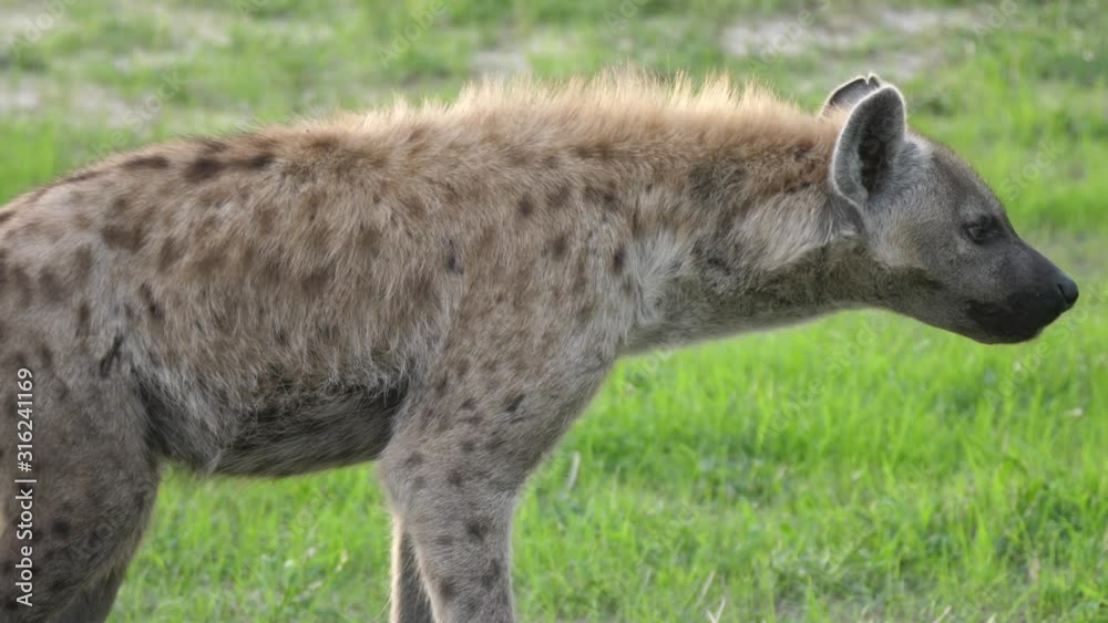 Hyena walks away on the savanna Hyena walks away on the savanna