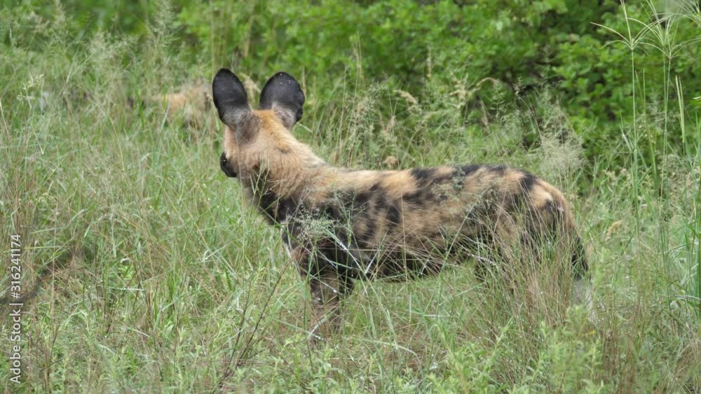 Wild dog walking around at Nxai Pan in Botswana Wild dog walking around at Nxai Pan in Botswana