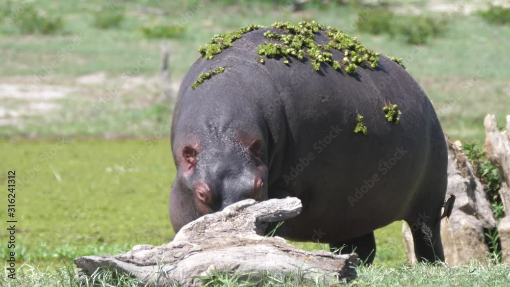 Hippopotamus with duckweed grazing near a lake Hippopotamus with duckweed grazing near a lake
