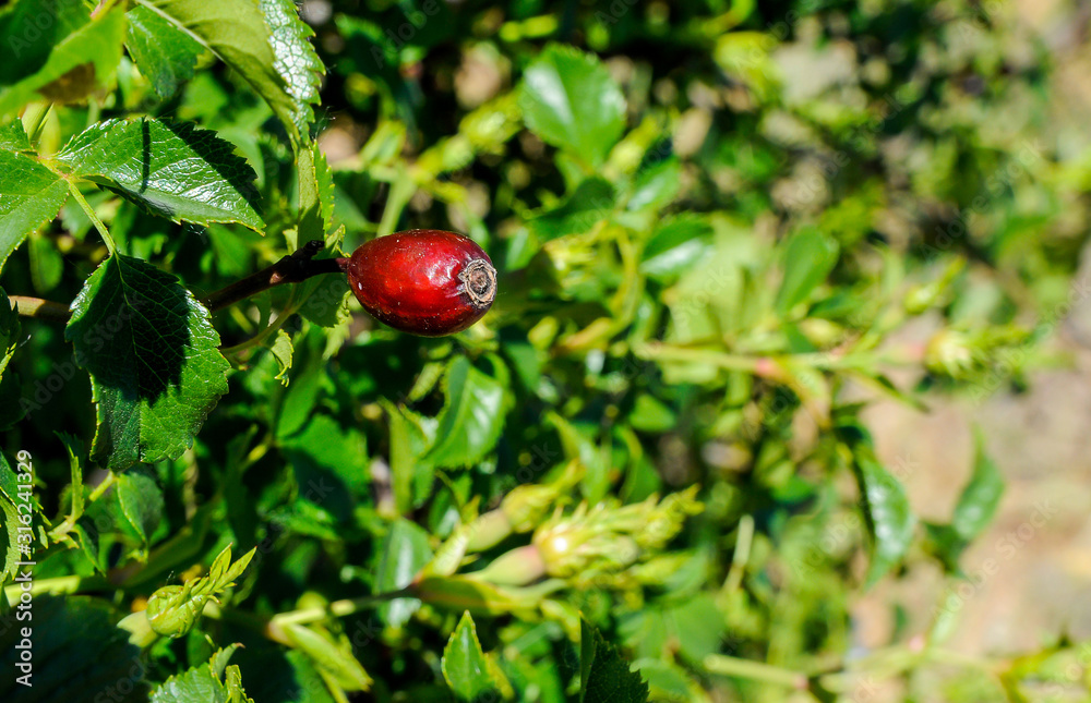 Escaramujo o fruto de rosa silvestre con fondo de hojas verdes Escaramujo o fruto de rosa silvestre con fondo de hojas verdes