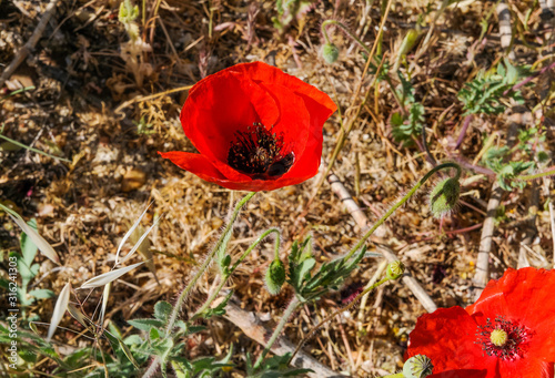 Flor de amapola roja en el campo