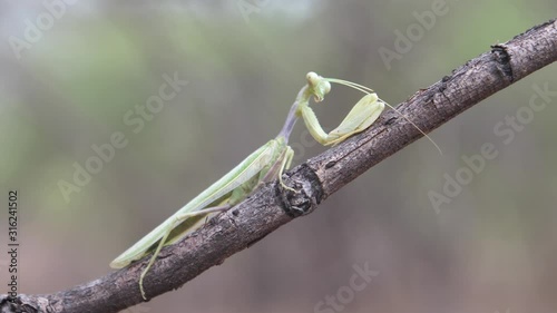 Praying mantis on a tree branch photo