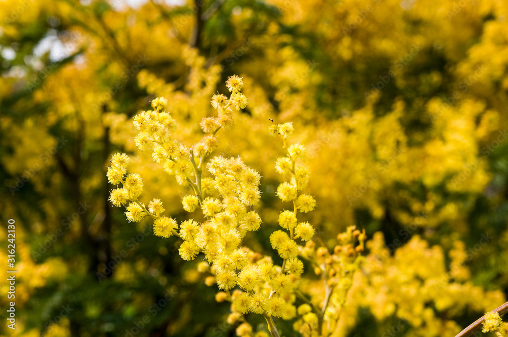 Fondo con flores amarillas de mimosa Stock Photo | Adobe Stock