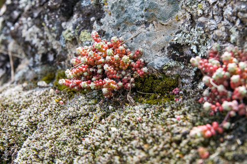 Fondo con hongos  musgo y plantas de color rosado  verde y gris