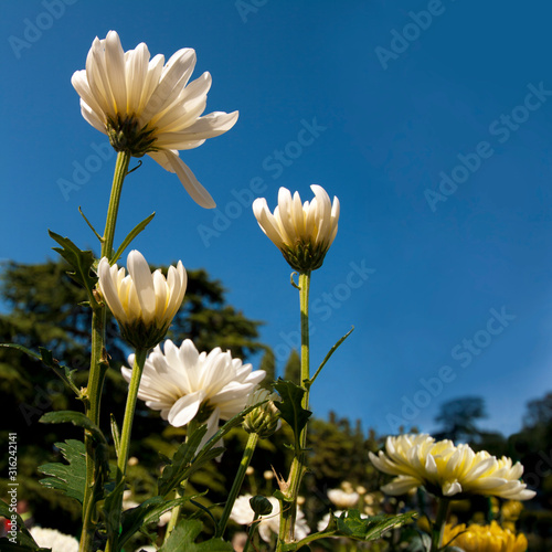 White chrysanthemum heads on a blue sky