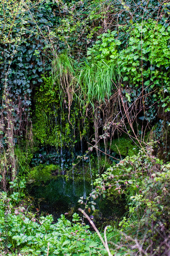 Jardín vertical de plantas trepadoras y enredaderas con agua