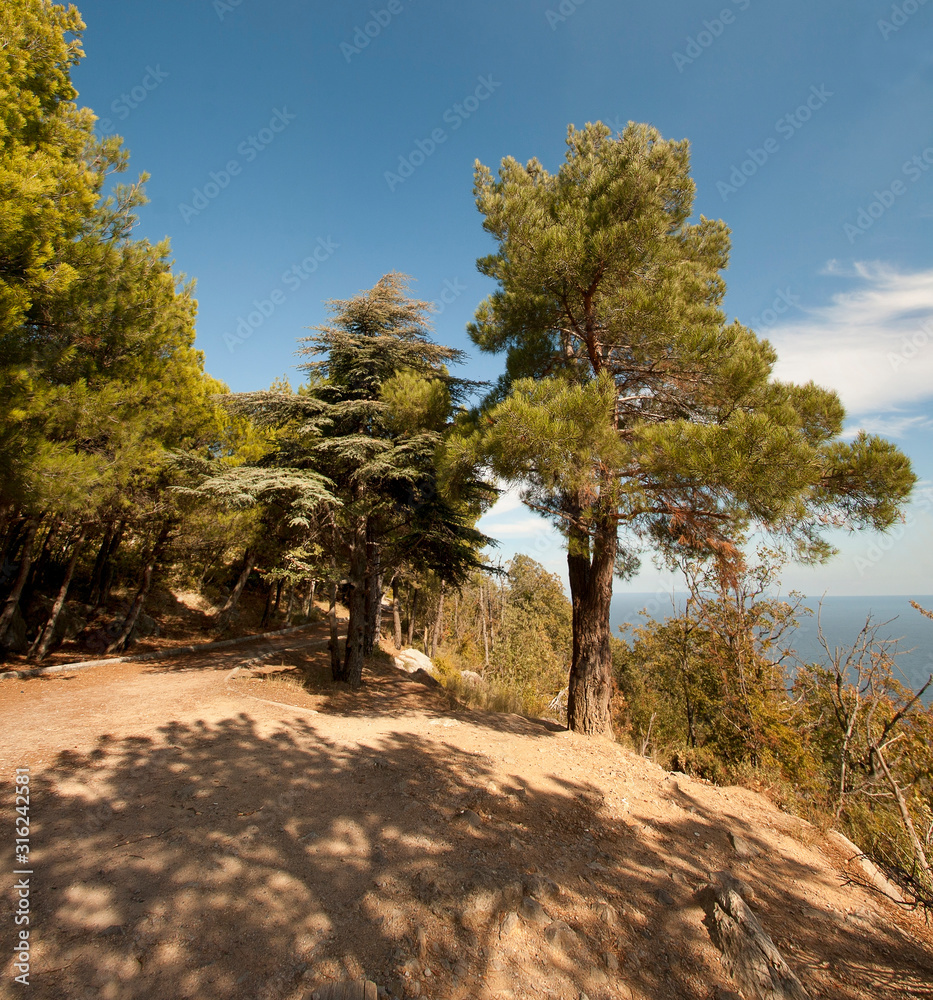 Pine trees in the walkroad near the sea in Crimea, Ukraine