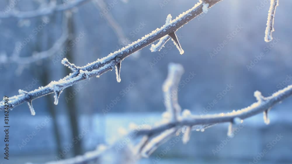ini branches covered in frosty weather ini branches covered in frosty weather