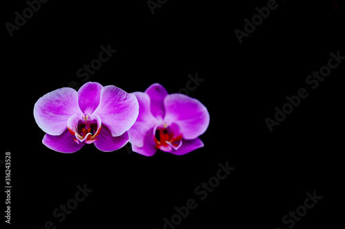 Orchids with neutral black background