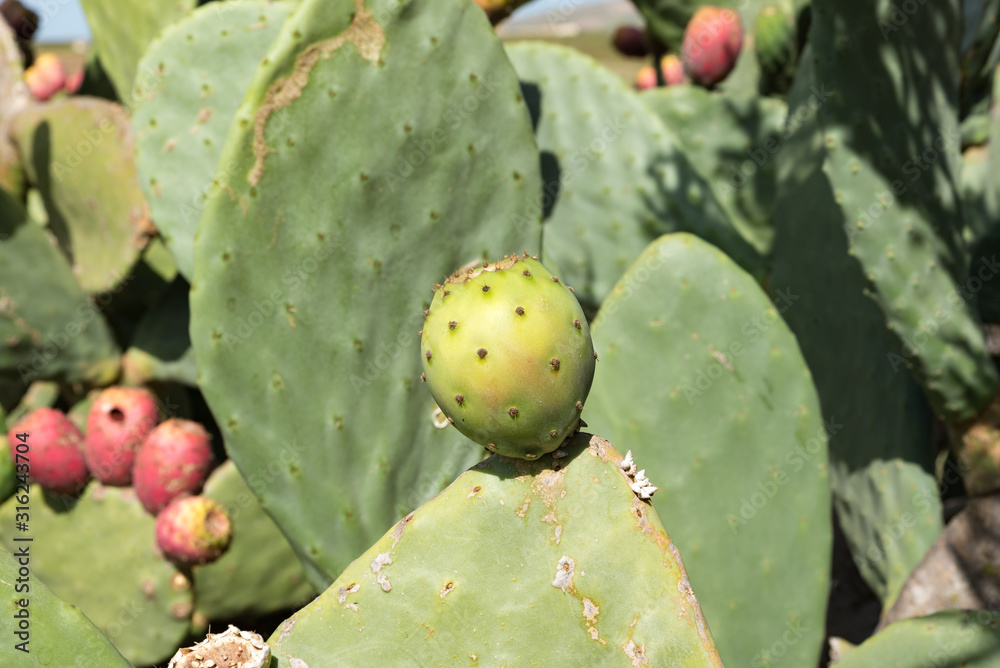 Ripe red prickly pears Ripe red prickly pears