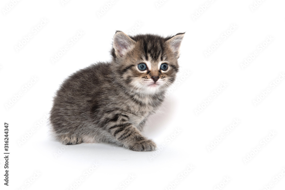 Cute tabby kitten