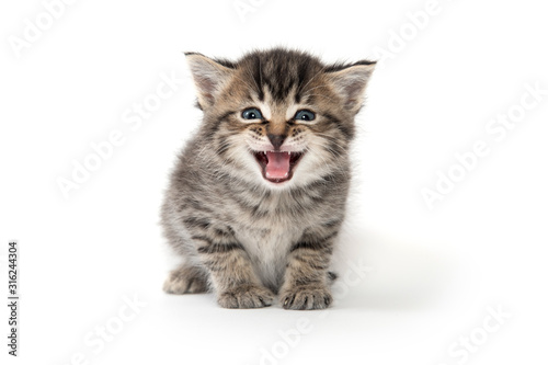Cute tabby kitten crying
