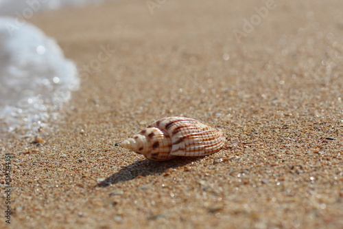Sea striped seashell on a sandy clean smooth beach on a Sunny day