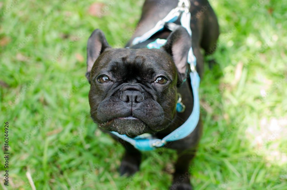 small french bulldog dog in nature