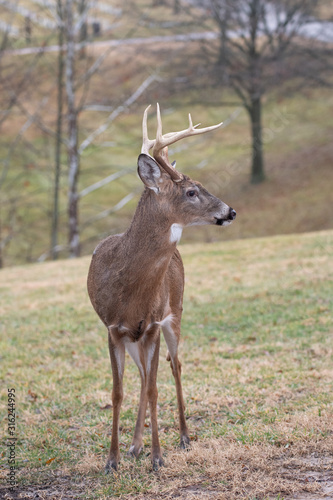 Whitetail deer buck in winter