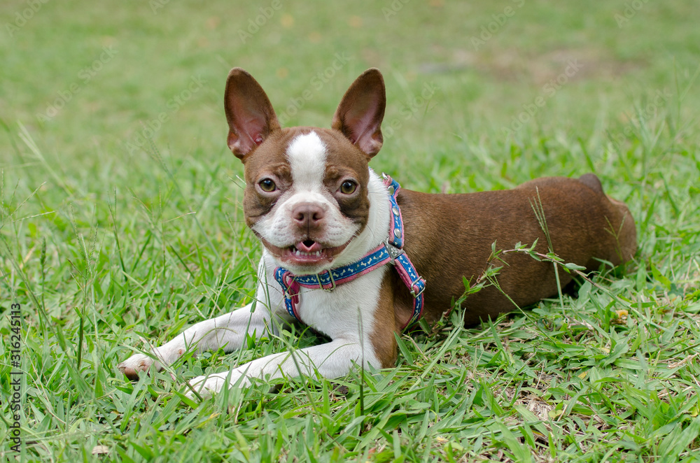 playful dog quiet in nature playful dog quiet in nature