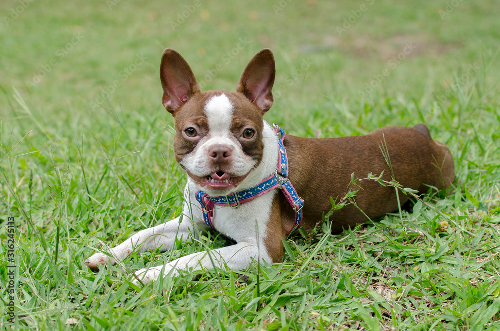  playful dog quiet in nature