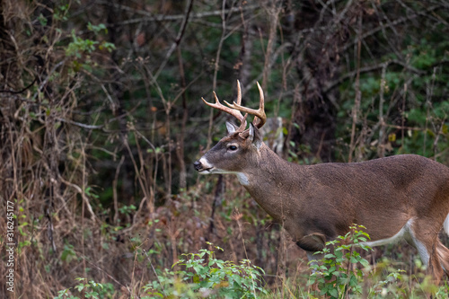 Large whitetailed deer buck © Tony Campbell