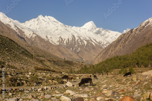 Livestock graze on the rock pastures around the high snow capped mountains of the village of Chitkul in Kinnaur, India.